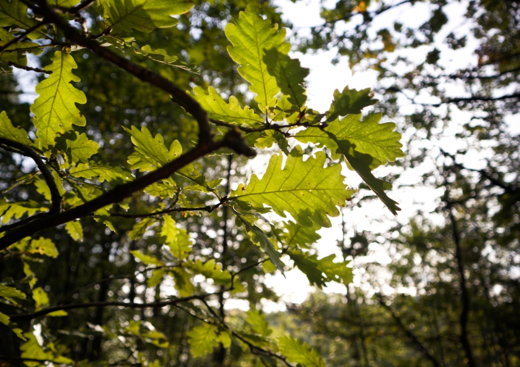Zielone liście dębu na gałęziach, oświetlone słońcem. W tle widać rozmyty las.